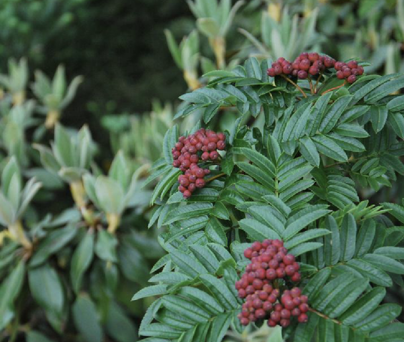 西南花楸(西南花楸（原變種）)