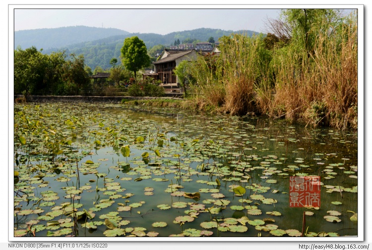 荷花池連著濕地，花池旁邊是和順古鎮寸家灣