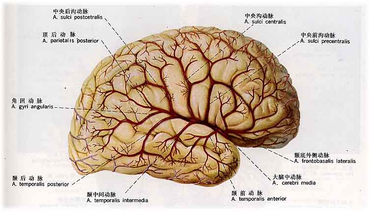 腦衰竭