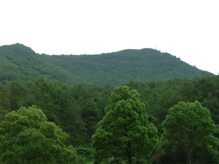 娑羅山森林公園