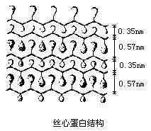 絲心蛋白