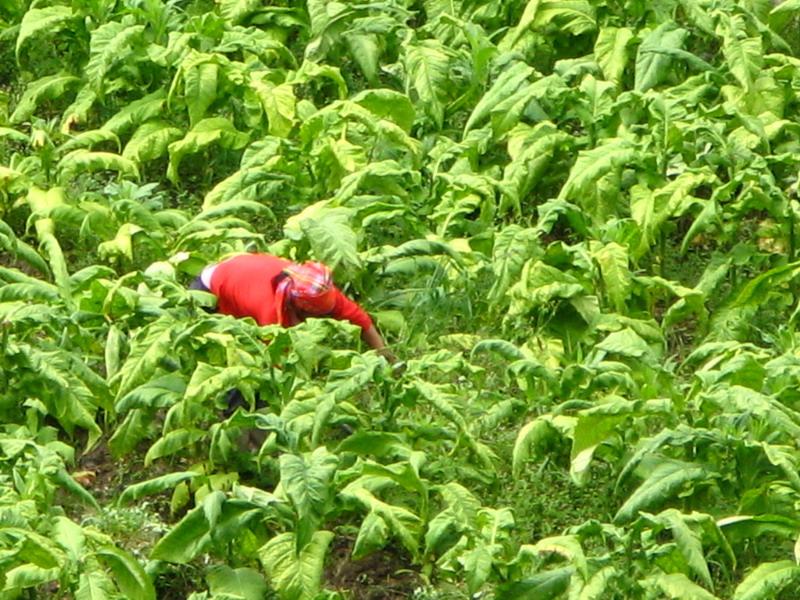 烤菸種植