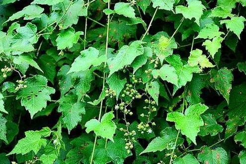 脫毛弓莖懸鉤子（變種）