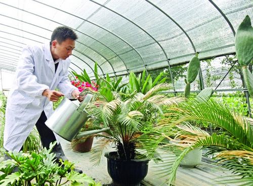 徐忠界為“植物治病”