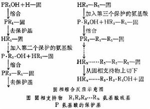 多肽及蛋白質的人工合成