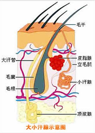 細胞營養素B