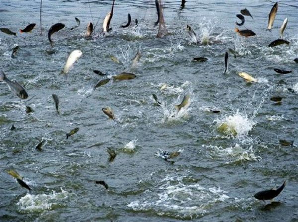 上沙湖牌淡水魚