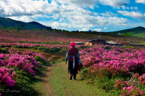 中甸杜鵑花海