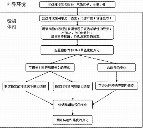 遺傳決定論