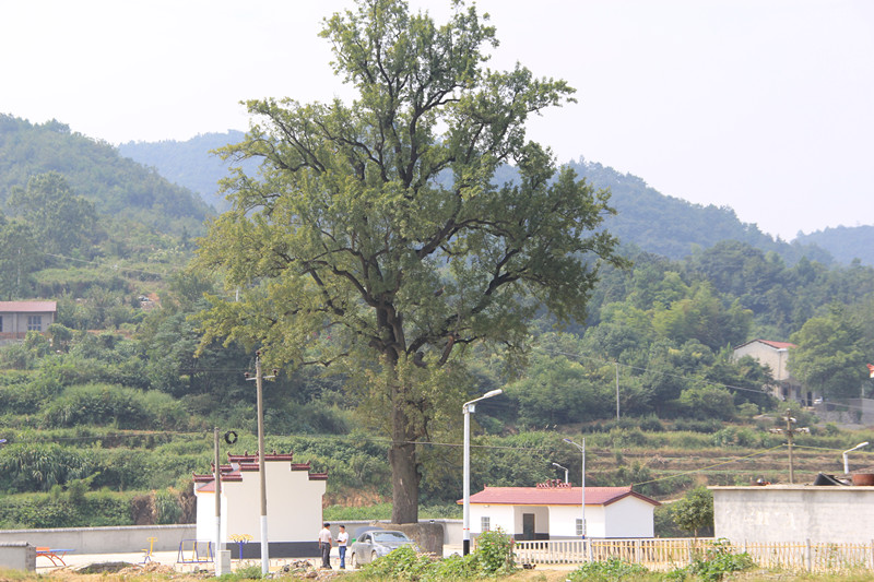 泉井村(湖北省武漢市洪山區左嶺鎮下轄村)