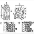 哈佛氏系統