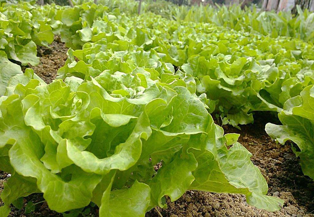無公害食品：蔬菜產地環境條件