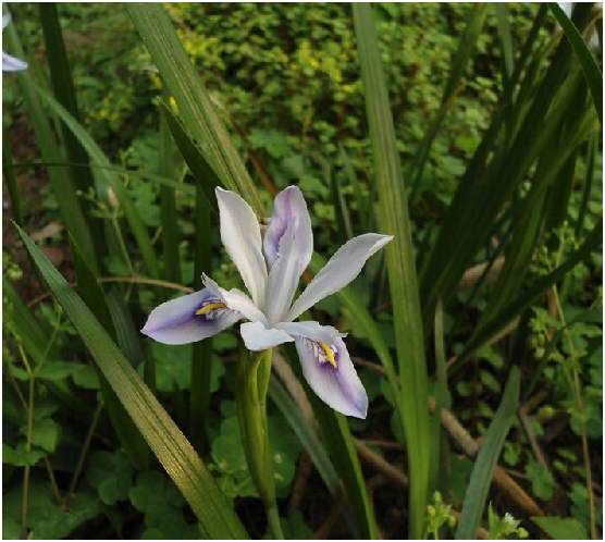 小花鳶尾根