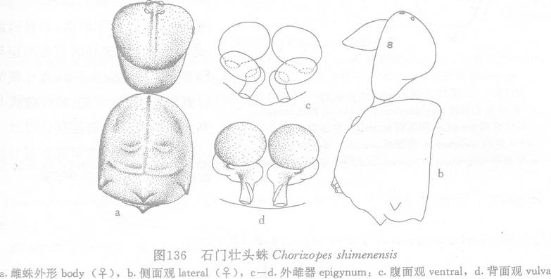 石門壯頭蛛