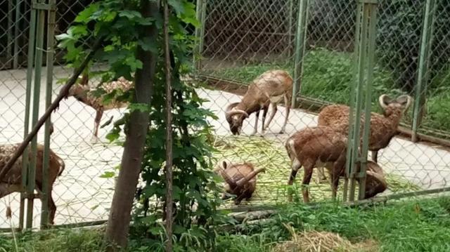 合肥野生動物園(合肥市野生動物園)