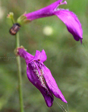 Dodartia orientalis Linn. &amp;nbsp