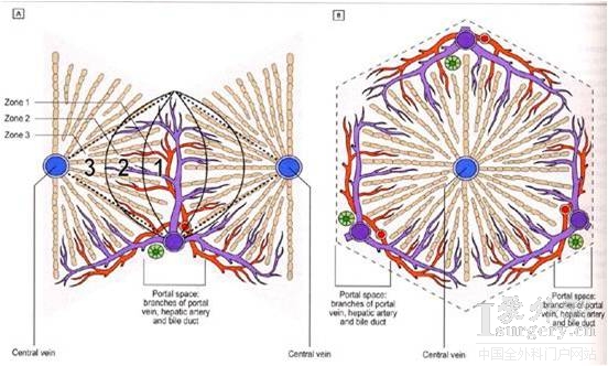 肝小葉血管分布