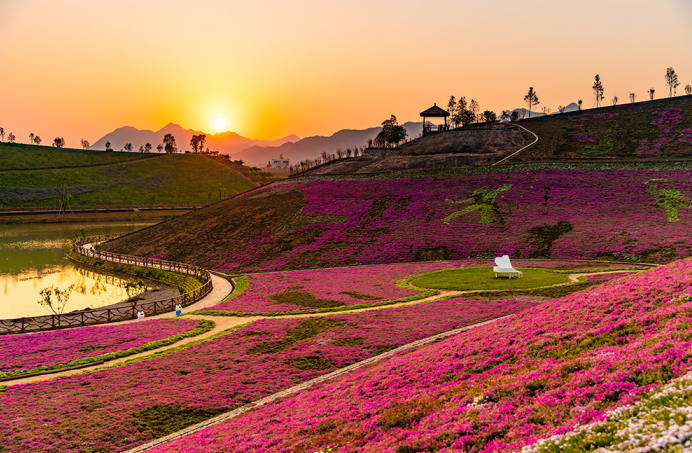 茶 鄉 花 海