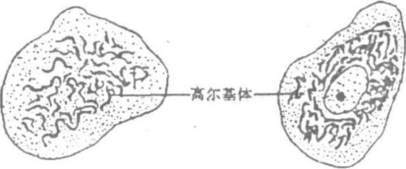 光鏡切片