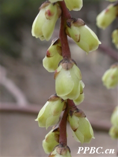 中國旌節花 Stachyurus chinensis