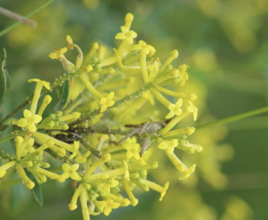 河朔蕘花