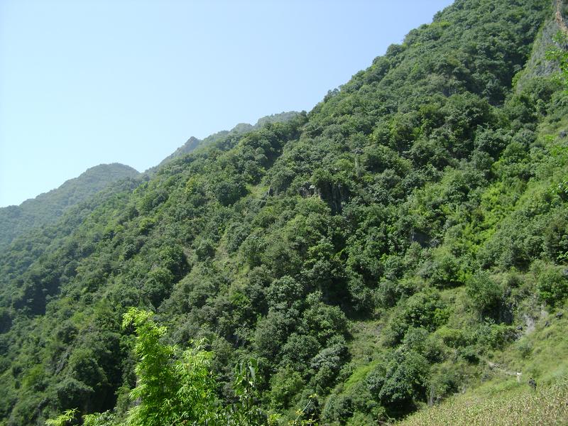 付山村生態林