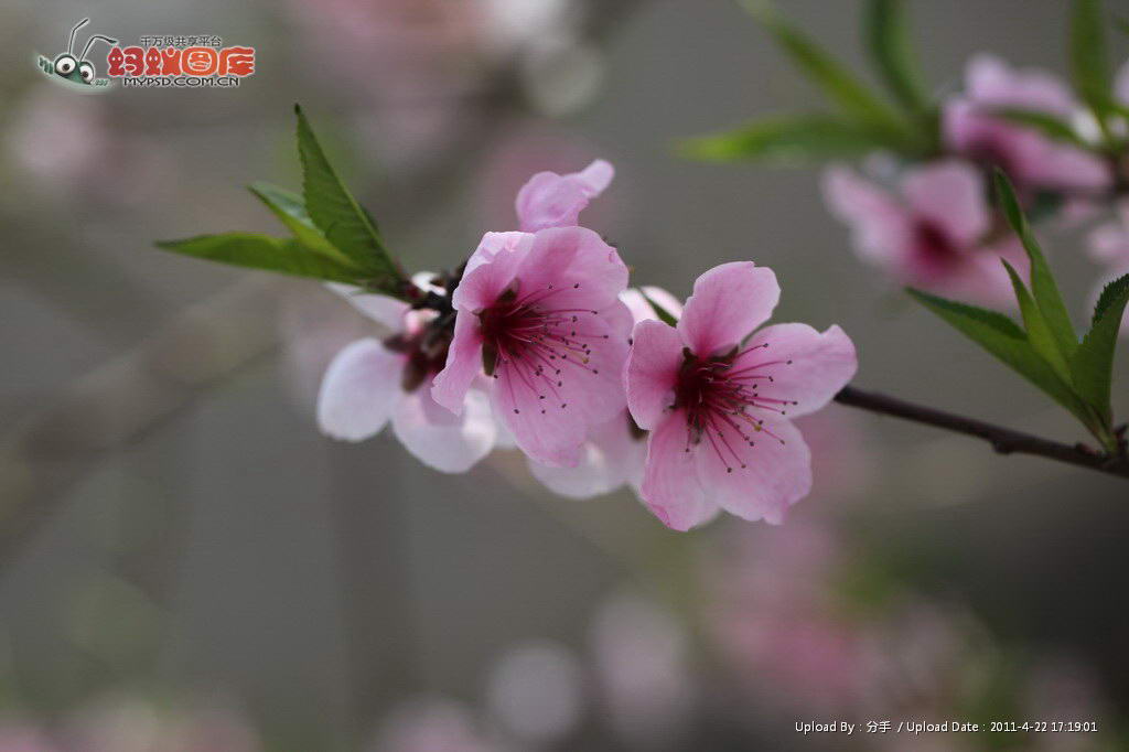 桃花(薔薇科桃李屬植物)