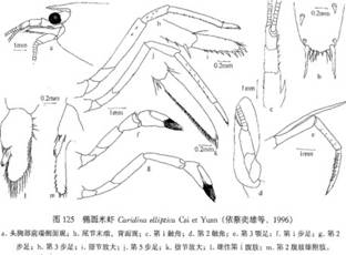 橢圓米蝦