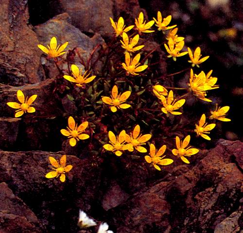 橙黃虎耳草(圖1)