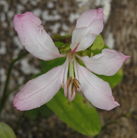 老白花(老白花)