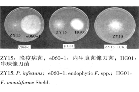 鐮刀真菌