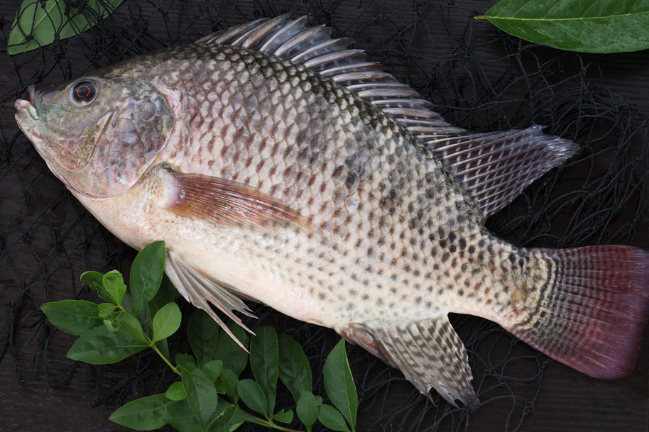 海南羅非魚