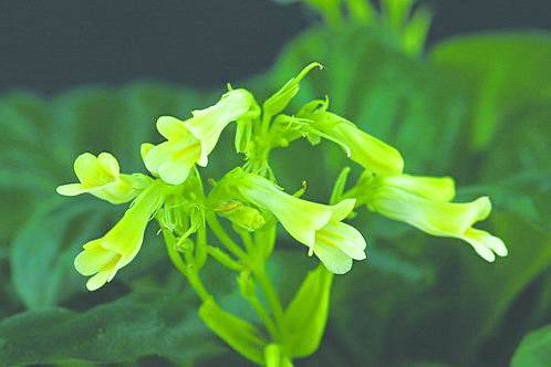 小花苣苔屬(丹霞山小花苣苔)