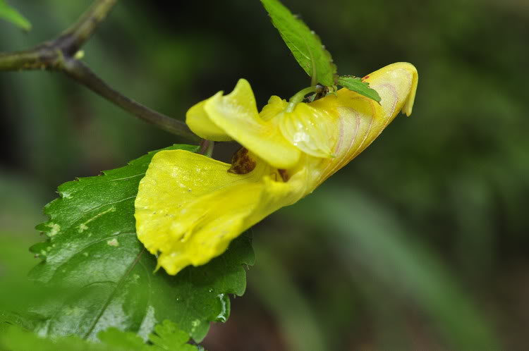 齒萼鳳仙花