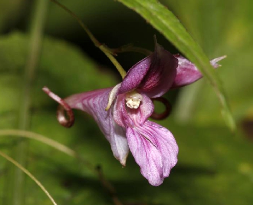 柳葉菜狀鳳仙花