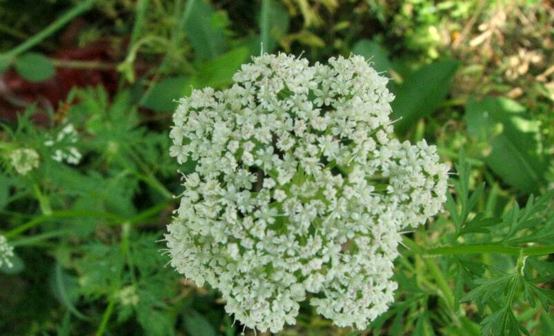 東北羊角芹