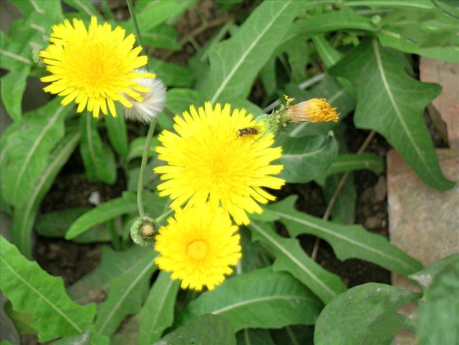 黃瓜菜(菊科假還陽參屬植物)