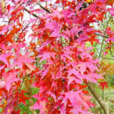 麗紅(槭屬觀賞植物)