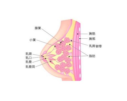 乳房棘球蚴病