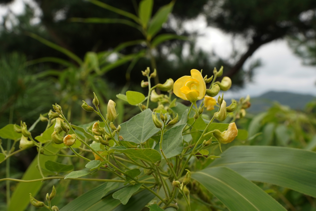 野扁豆(豆科野扁豆屬植物)