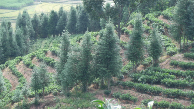 勐庫大葉種茶產地環境