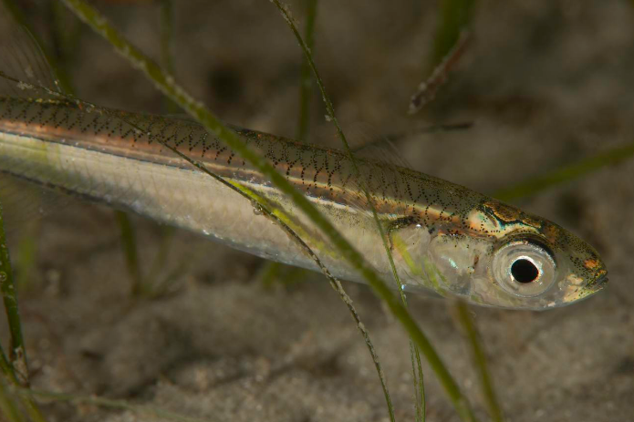 棘隆頭魚屬