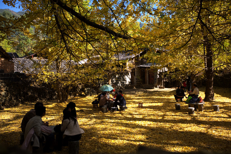 銀杏村(雲南騰衝銀杏村)