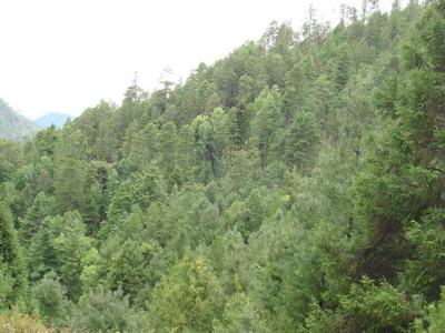 白草場村生態山林