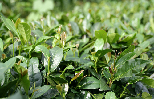 北川苔子茶