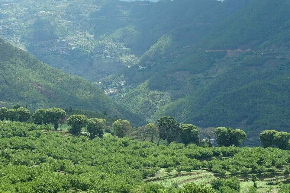 香唐人（密灑把）