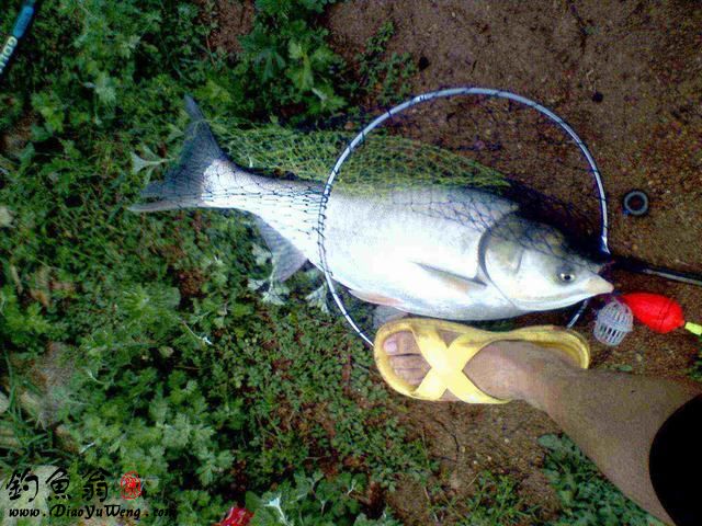 浮漂(魚浮)