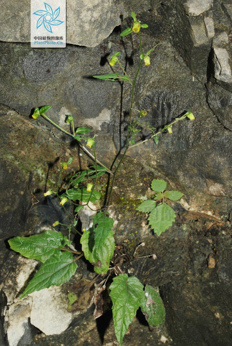 毛暗花金挖耳（變種）