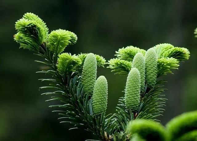 珍惜瀕危植物名錄