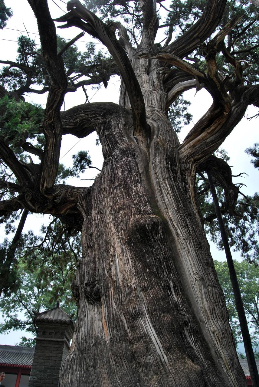 黃帝陵古柏林